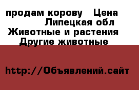 продам корову › Цена ­ 50 000 - Липецкая обл. Животные и растения » Другие животные   